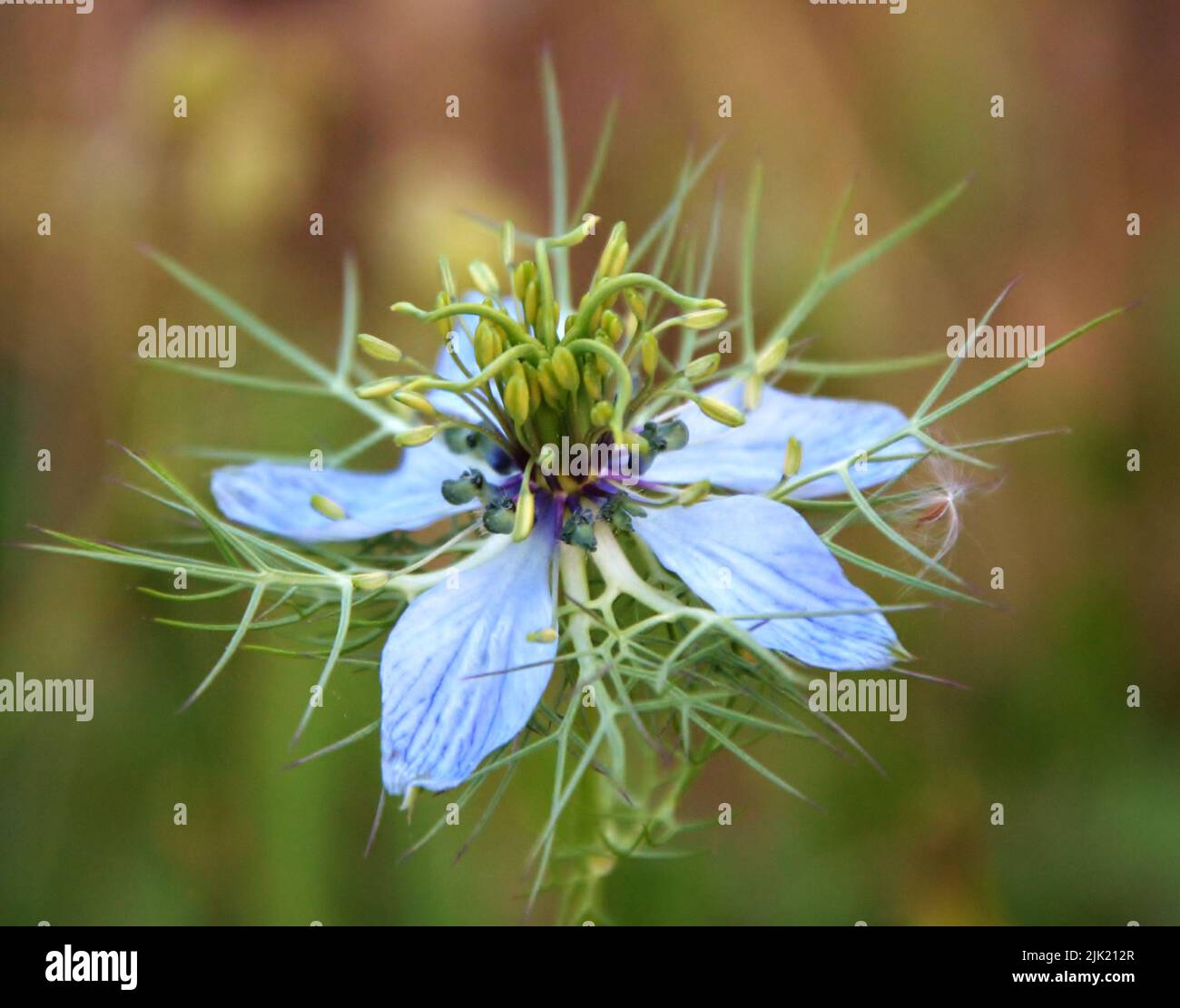 Nigella damascena plante florale au début de l'été avec différentes nuances de fleurs bleu vif sur petit arbuste vert, jardin ornemental Banque D'Images