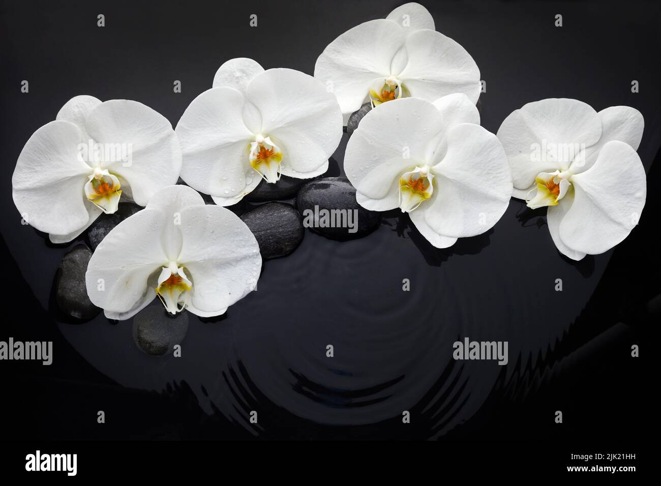 Orchidée blanche et pierres noires dans l'eau Banque D'Images