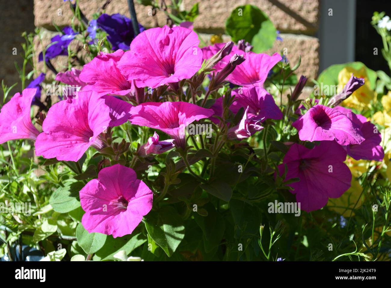 Plantes pétunia florissantes. Banque D'Images