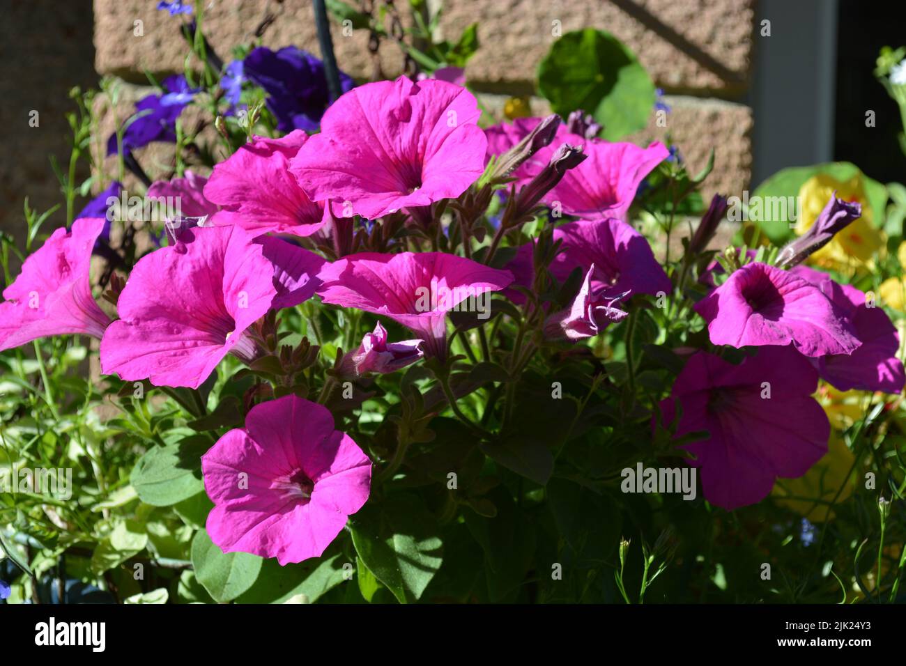 Plantes pétunia florissantes. Banque D'Images