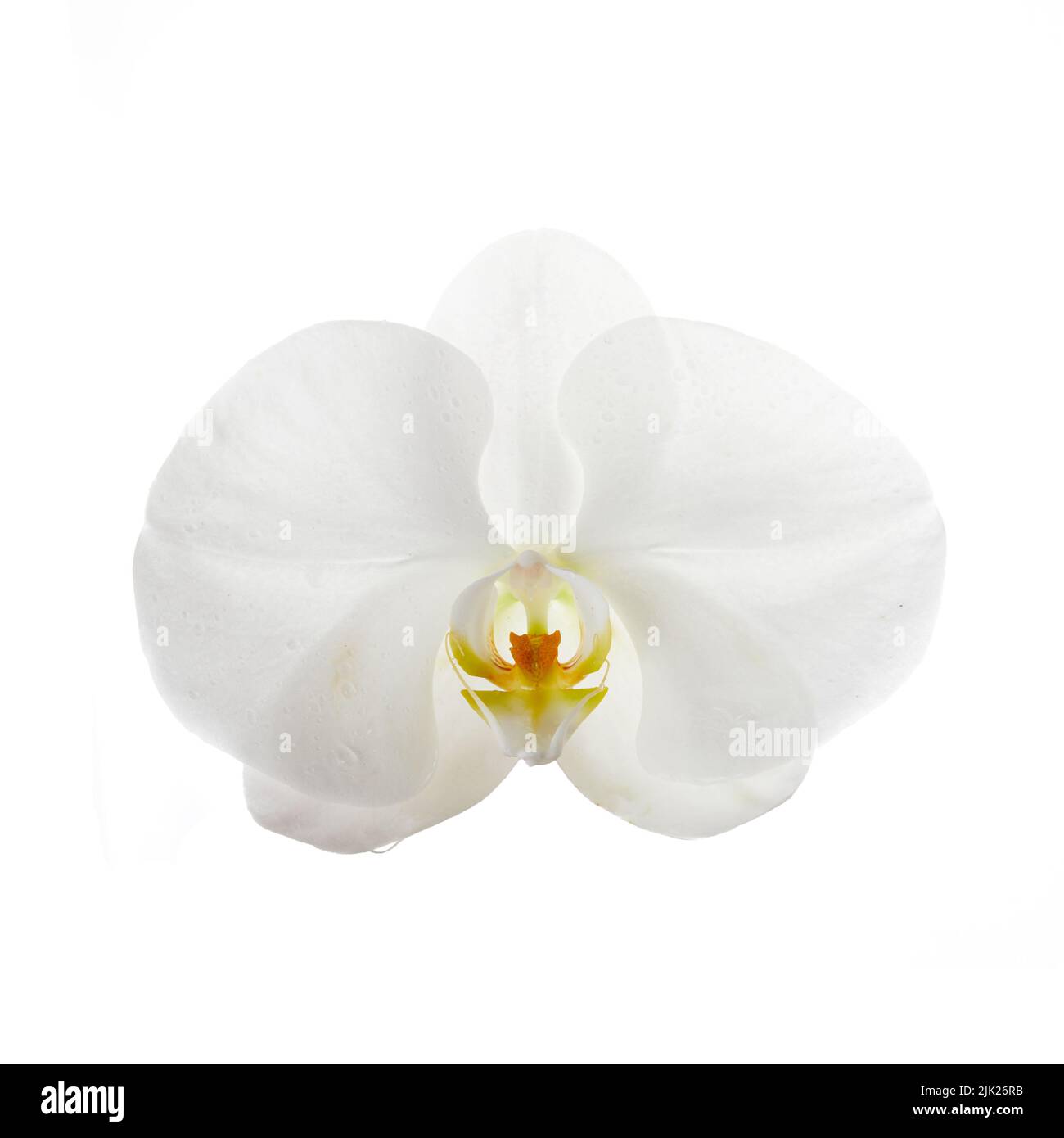 Belle fleur d'orchidée blanche isolée sur fond blanc Banque D'Images