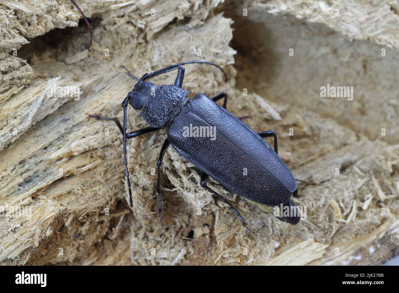Carpenter longhorn, coléoptère à longues cornes (Ergates faber), femelle sur une souche de pin de bois mort dans laquelle les larves se développent. Banque D'Images
