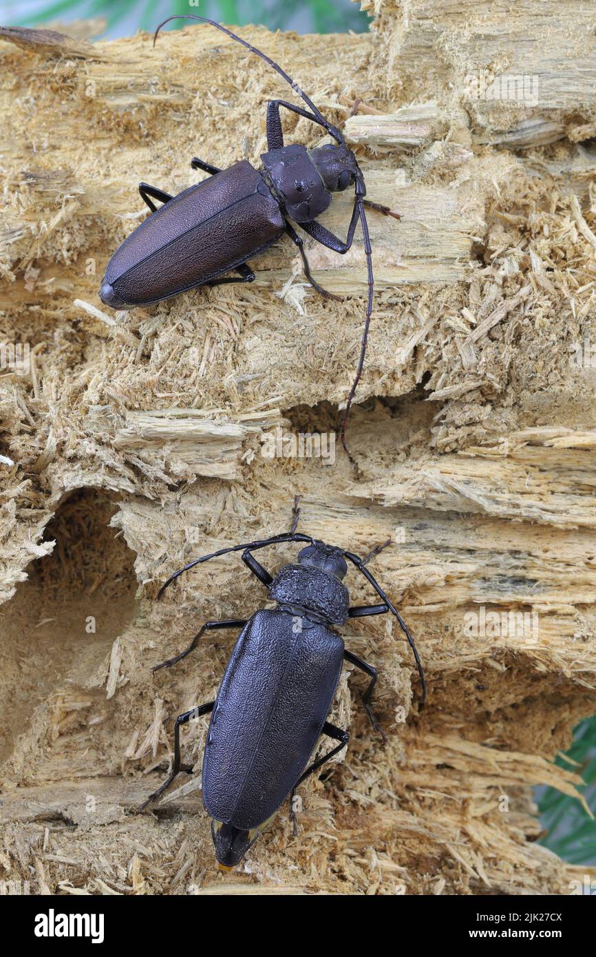 Carpenter longhorn, coléoptère à longues cornes (Ergates faber) femelle et mâle sur une souche de pin de bois mort dans laquelle les larves se développent. Banque D'Images