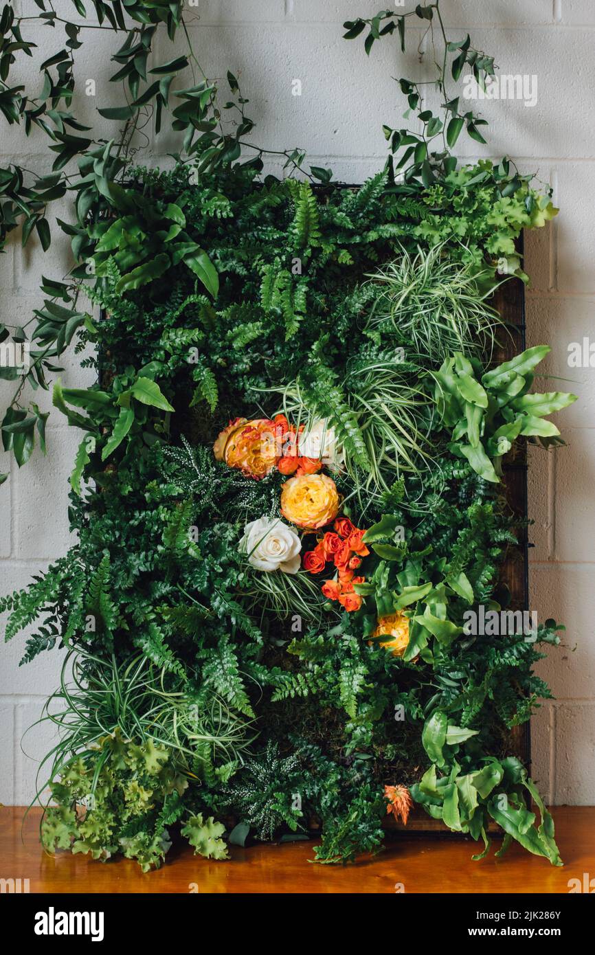 fleurs murales. plante verte exposée sur un mur de briques blanches avec des vignes suspendues Banque D'Images