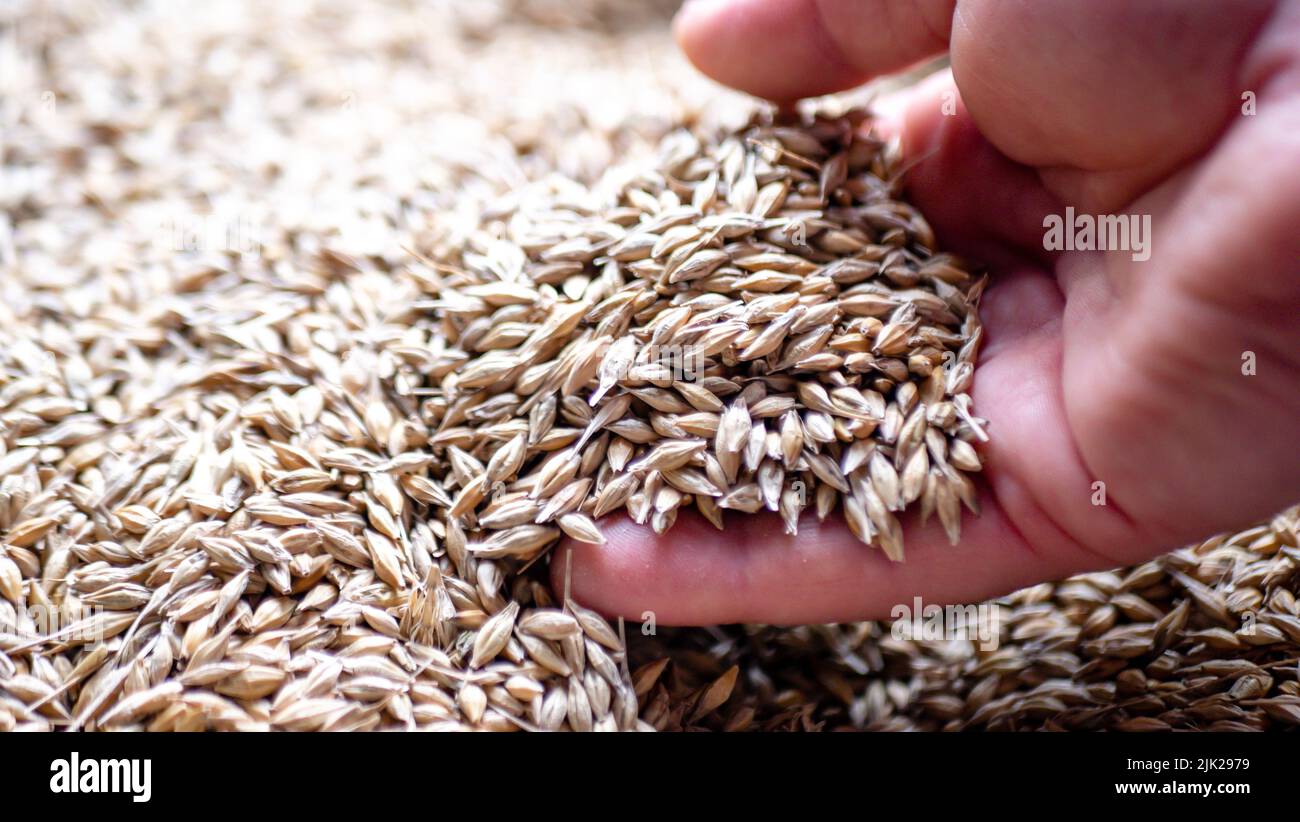 Homme tenant des grains de malt dans les mains. Banque D'Images