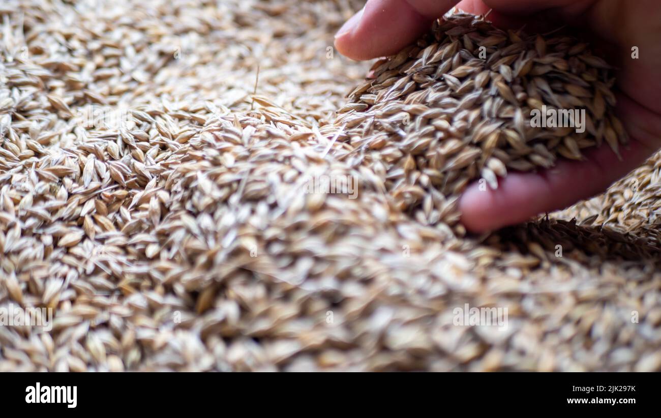 Homme tenant des grains de malt dans les mains. Banque D'Images