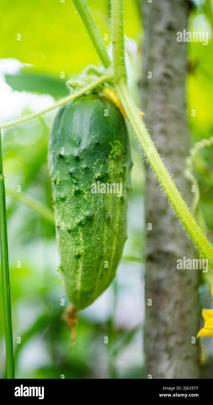 concombres en croissance sur les branches. le concept d'aliments biologiques cultivés à la maison. copier la surface. Banque D'Images