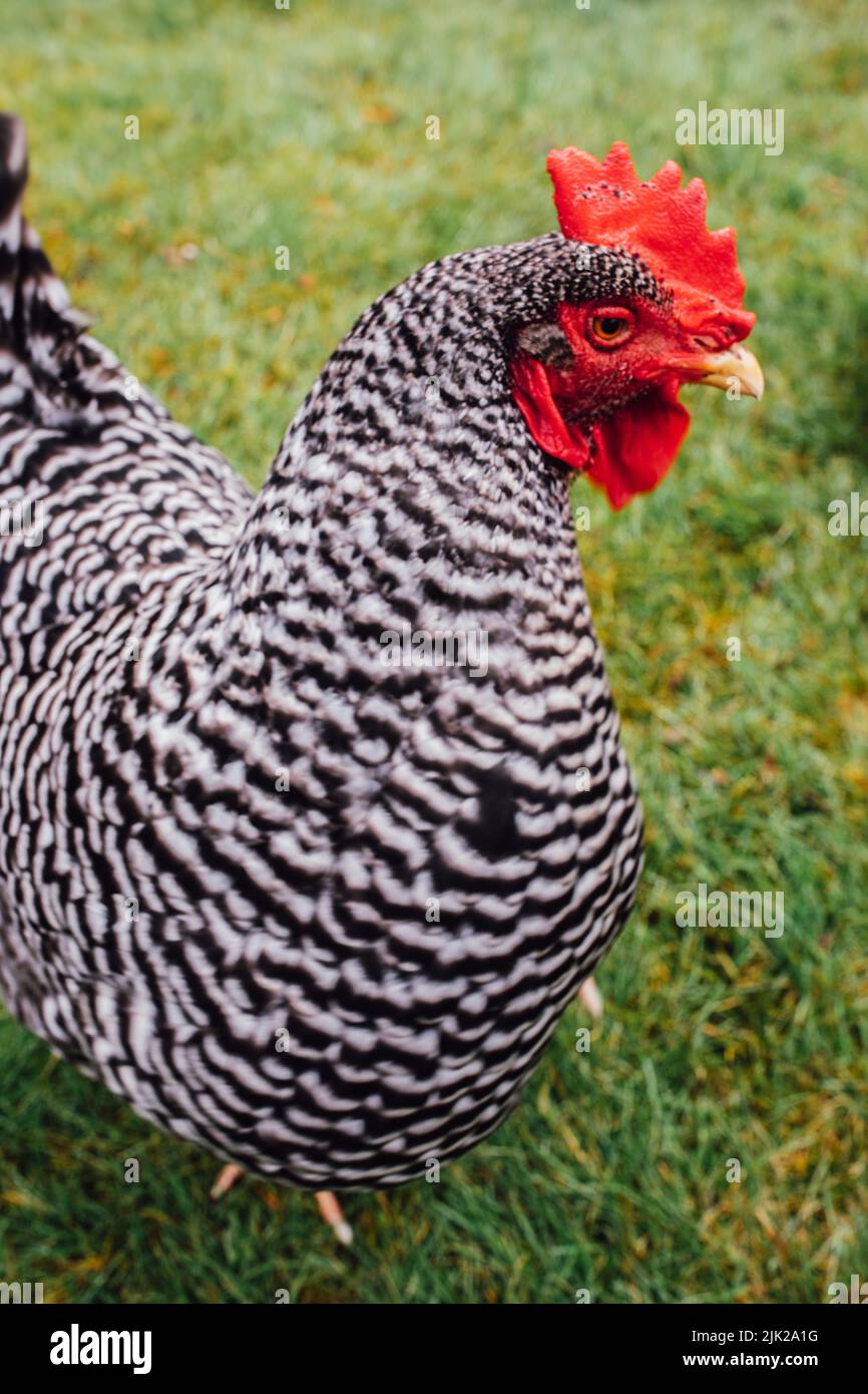 Portrait de la poule de poulet de Plymouth Rock barrée sur la ferme Banque D'Images