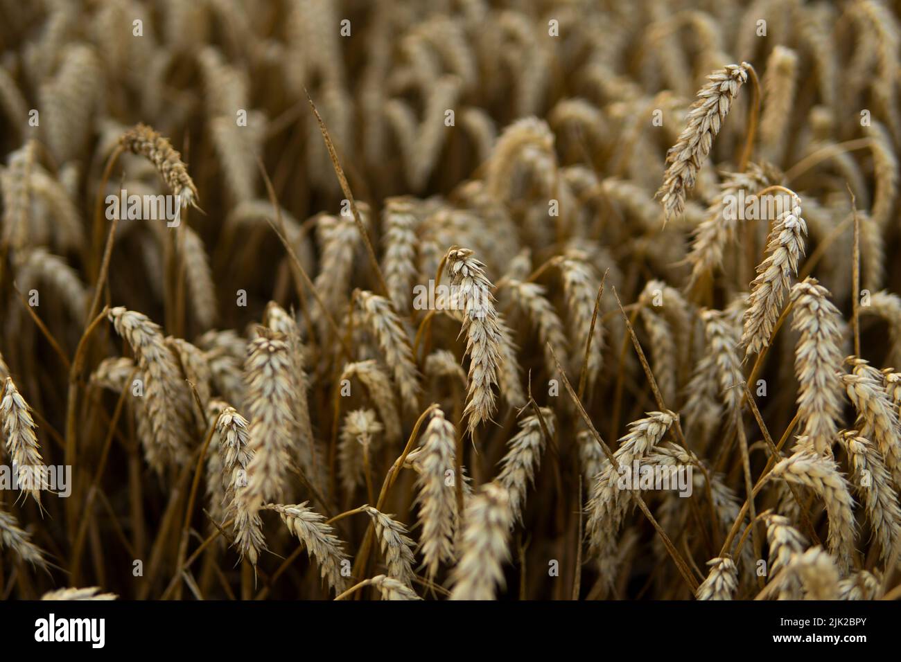 Épis de blé doré gros plan sur un champ agricole. Paysage rural sous la lumière du soleil. Arrière-plan des épis de mûrissement du champ de blé de prairie. Riche Banque D'Images