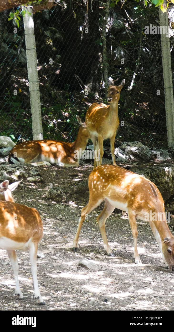 Portrait de cerf dans la nature plus de détails Banque D'Images