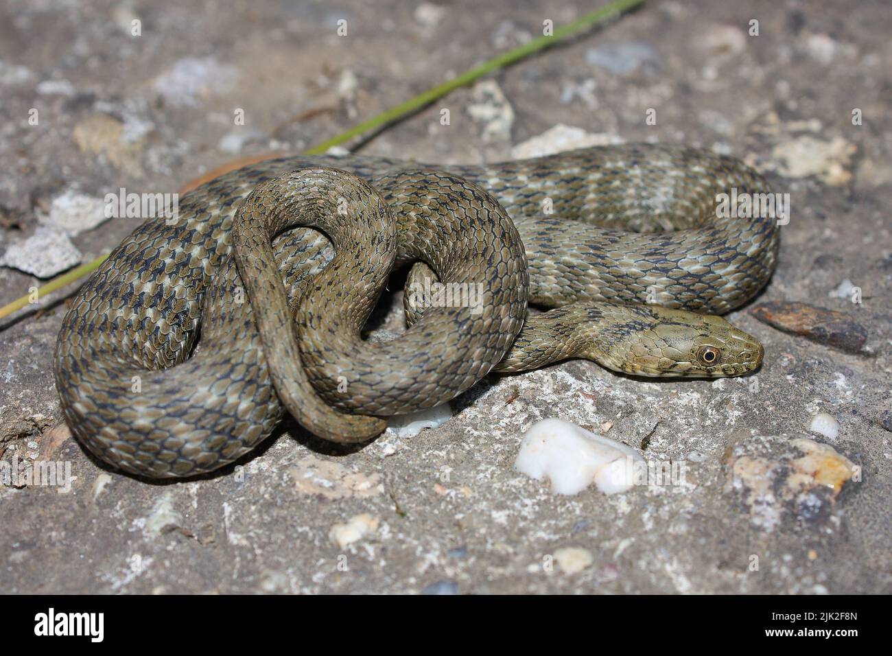 Serpent à dés (Natrix tessellata) dans un habitat naturel Banque D'Images