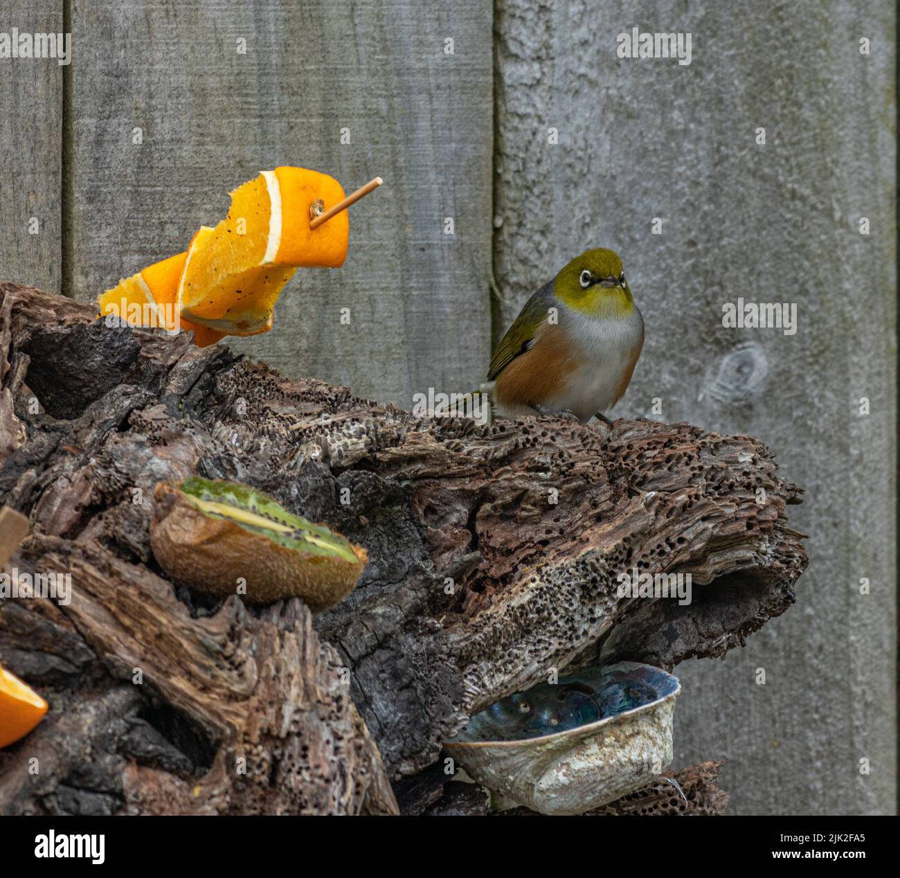 Silvereye sur la station d'alimentation Banque D'Images