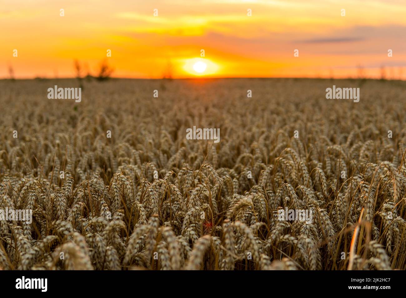 Vue panoramique au beau coucher du soleil d'été dans un champ de wheaten avec du blé doré avec un ciel nuageux au coucher du soleil. Banque D'Images