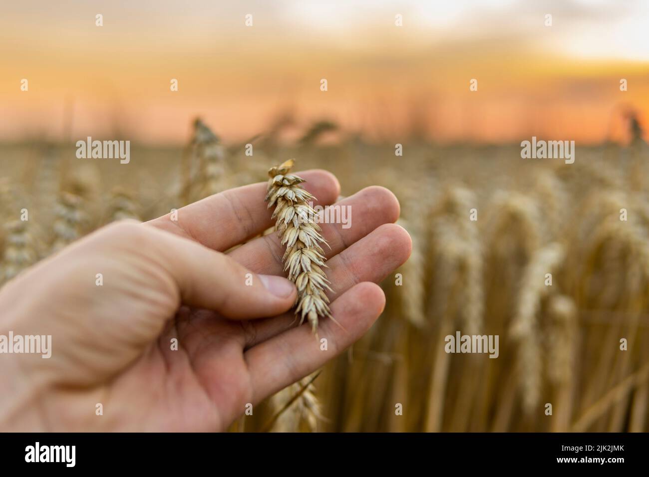 Un homme tient des oreilles dorées de blé contre le fond d'un champ de mûrissement. Gros plan sur les mains de l'agriculteur. Le concept de plantation et de récolte d'un riche Banque D'Images