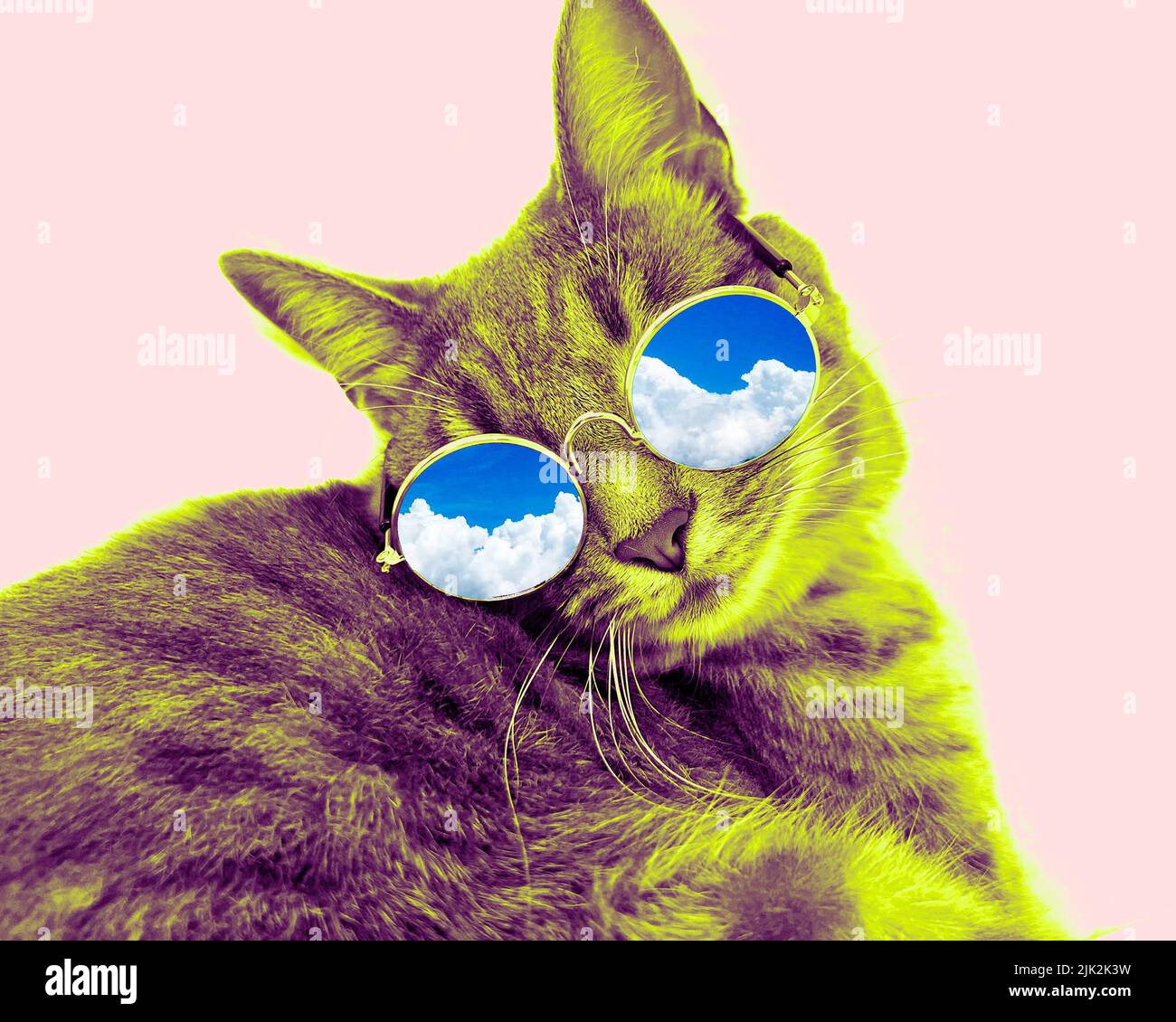 Un chat portant des lunettes avec le ciel réfléchi Banque D'Images