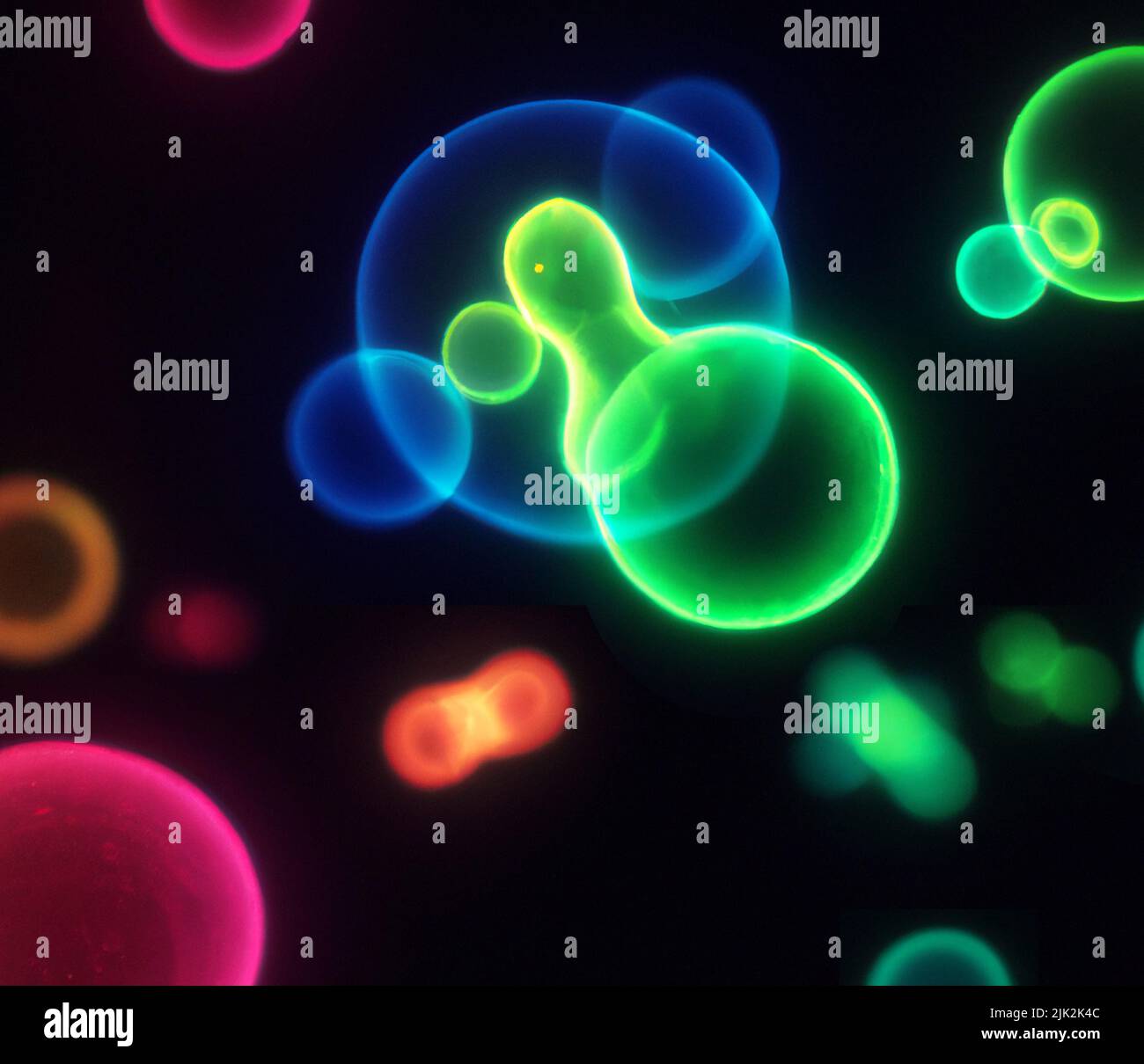 Illustration de la division cellulaire Banque D'Images