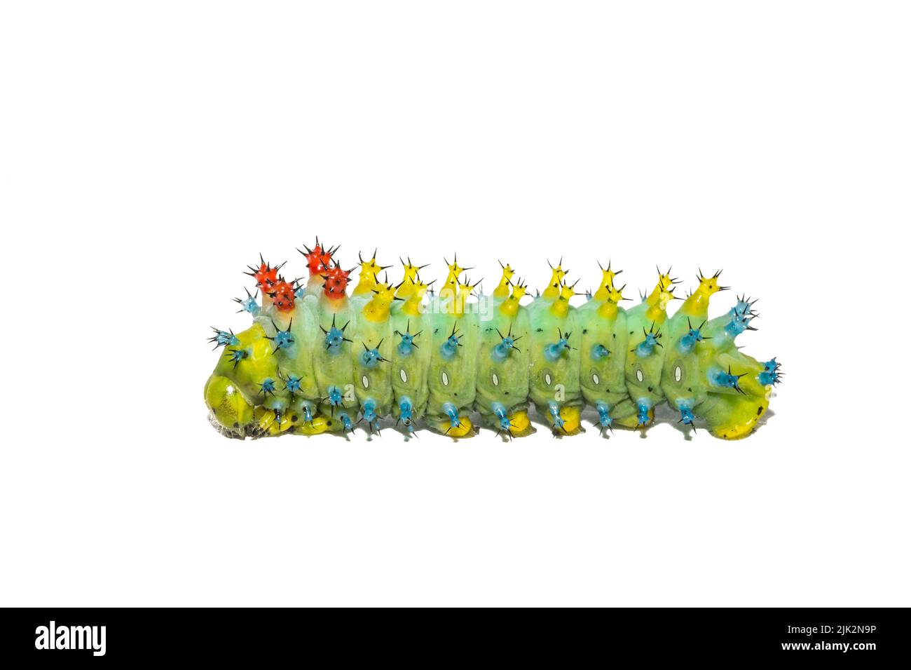 Cecropia Caterpillar - Hyalophora cecropia Banque D'Images