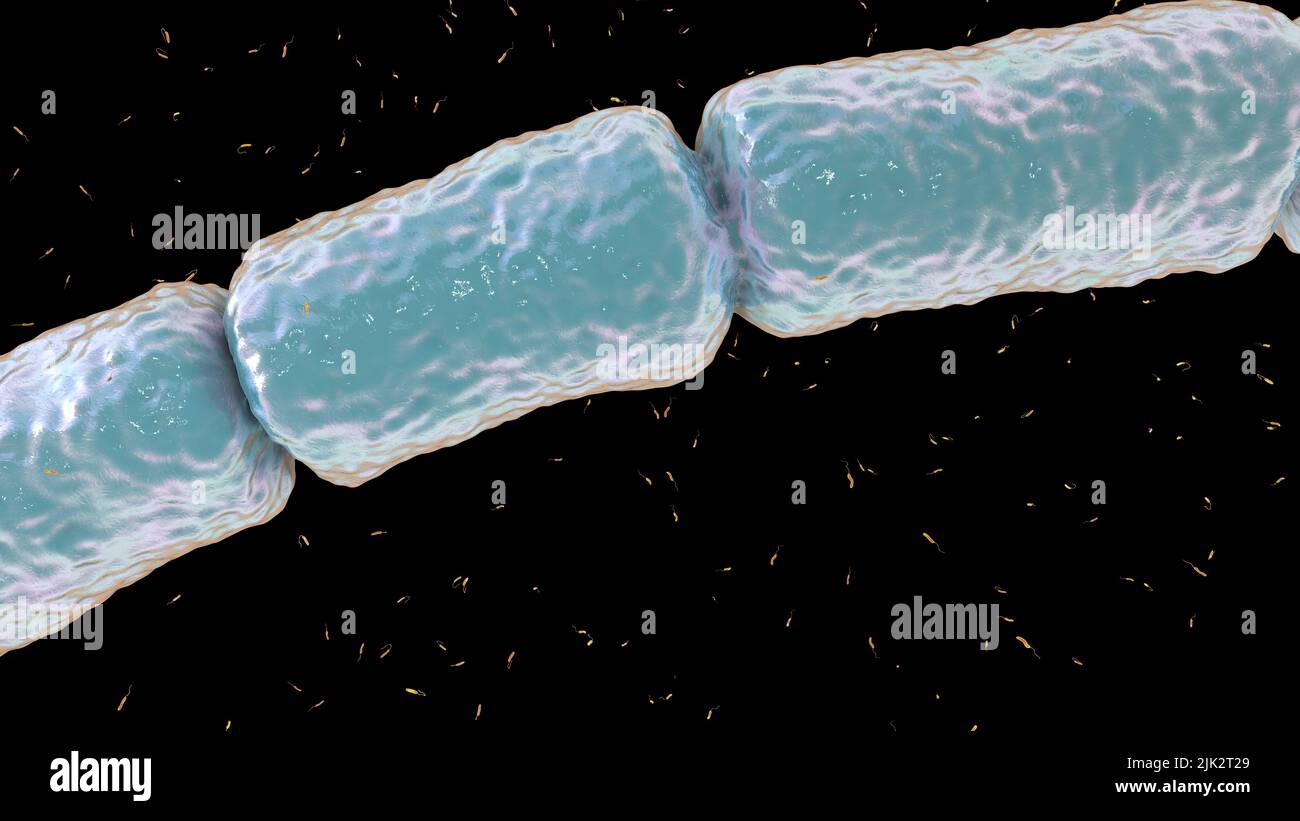 Illustration comparant la taille de Thiomargarita magifica (gris) et de Vibrio sp. (orange) bactérie. Avec une longueur de 2 centimètres, Thiomargarita magifica est la plus grande bactérie au monde. Thiomargarita magifica est une gammaprotéobactérie oxydant le soufre découverte pour la première fois en 2009 dans les mangroves tropicales de la Guadeloupe, dans les Petites Antilles. Les bactéries Vibrio sont des bactéries de genre qui mesurent environ deux à trois micromètres de longueur. Banque D'Images