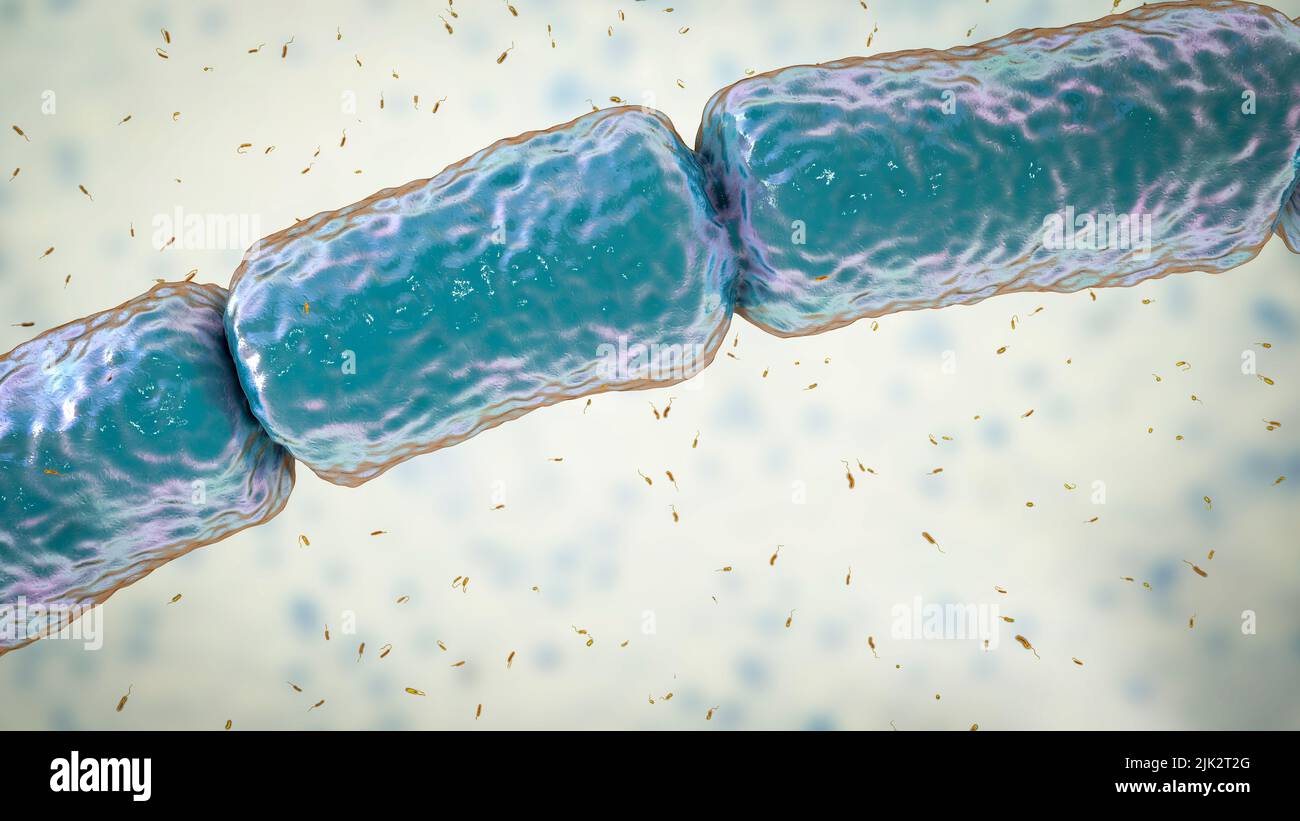 Illustration comparant la taille de Thiomargarita magifica (gris) et de Vibrio sp. (orange) bactérie. Avec une longueur de 2 centimètres, Thiomargarita magifica est la plus grande bactérie au monde. Thiomargarita magifica est une gammaprotéobactérie oxydant le soufre découverte pour la première fois en 2009 dans les mangroves tropicales de la Guadeloupe, dans les Petites Antilles. Les bactéries Vibrio sont des bactéries de genre qui mesurent environ deux à trois micromètres de longueur. Banque D'Images