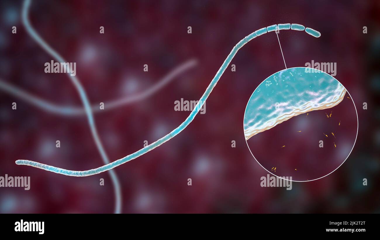 Illustration comparant la taille de Thiomargarita magifica (bleu) à Vibrio sp. (orange) bactéries. Avec une longueur de 2 centimètres, Thiomargarita magifica est la plus grande bactérie au monde. Thiomargarita magifica est une gammaprotéobactérie oxydant le soufre découverte pour la première fois en 2009 dans les mangroves tropicales de la Guadeloupe, dans les Petites Antilles. Les bactéries Vibrio sont des bactéries de genre qui mesurent environ deux à trois micromètres de longueur. Banque D'Images