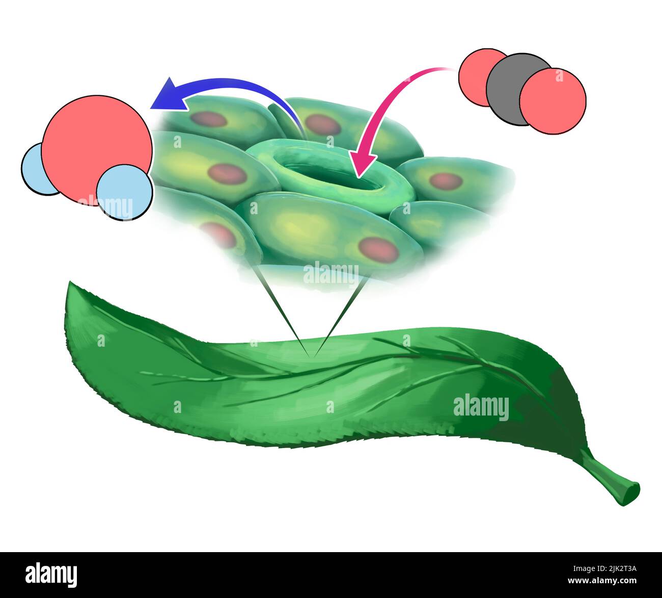 Illustration montrant une molécule de dioxyde de carbone entrant dans les stomates (flèche rouge) dans la feuille et une molécule d'eau sortant (flèche bleue). Banque D'Images