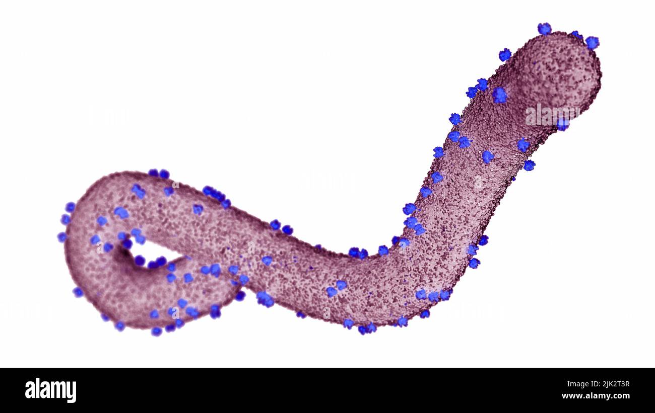 Illustration du virus de Marburg, un virus à ARN tubulaire (acide ribonucléique) appartenant à la famille des Filoviridae. Il est responsable de la fièvre hémorragique de Marburg chez les humains. Les symptômes incluent la douleur musculaire, l'éruption cutanée, la diarrhée et l'hémorragie. Banque D'Images