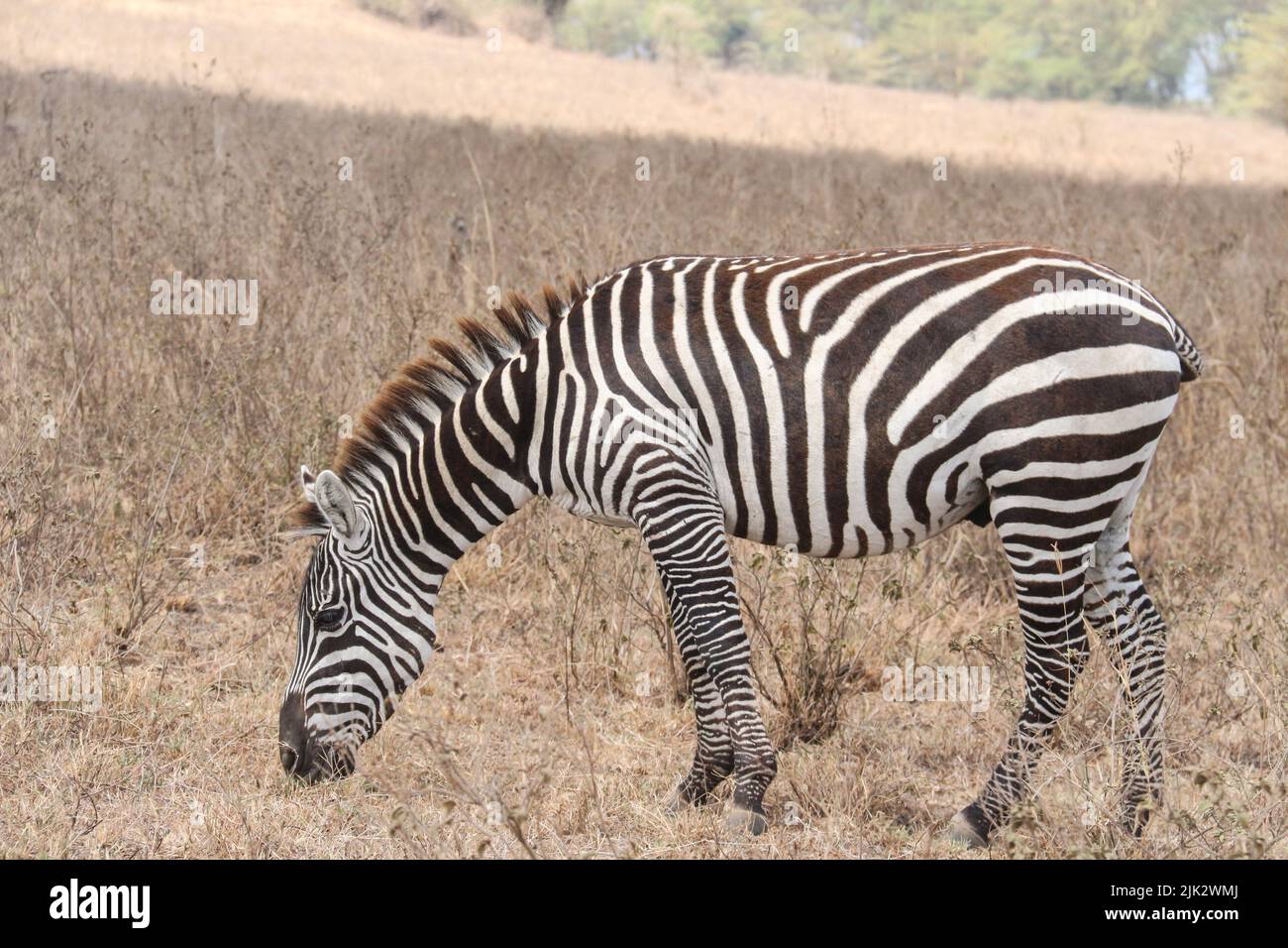 Nakuru, Kenya. 3rd mars 2019. Un zébré est observé paître dans le parc national du lac Nakuru le jour où la Journée mondiale de la faune a été célébrée. (Image de crédit : © James Wakibia/SOPA Images via ZUMA Press Wire) Banque D'Images
