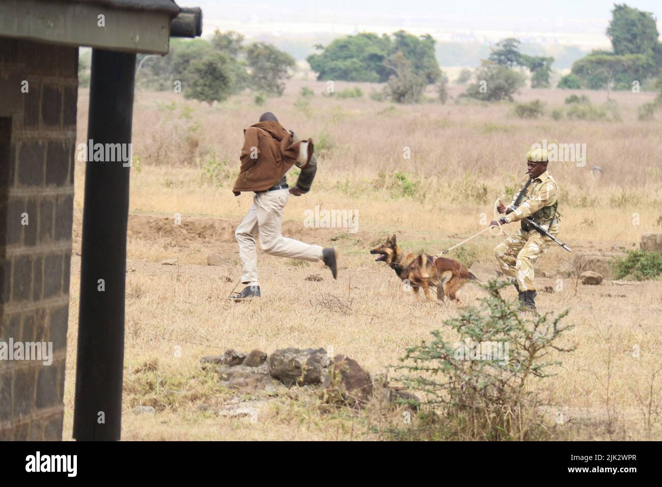 Nakuru, Kenya. 3rd mars 2019. Les manutentionnaires de canines montrent comment un chien d'énième anti-braconnage peut localiser un pocher lors des célébrations de la Journée mondiale de la faune qui ont eu lieu cette année dans le parc national du lac Nakuru. (Image de crédit : © James Wakibia/SOPA Images via ZUMA Press Wire) Banque D'Images