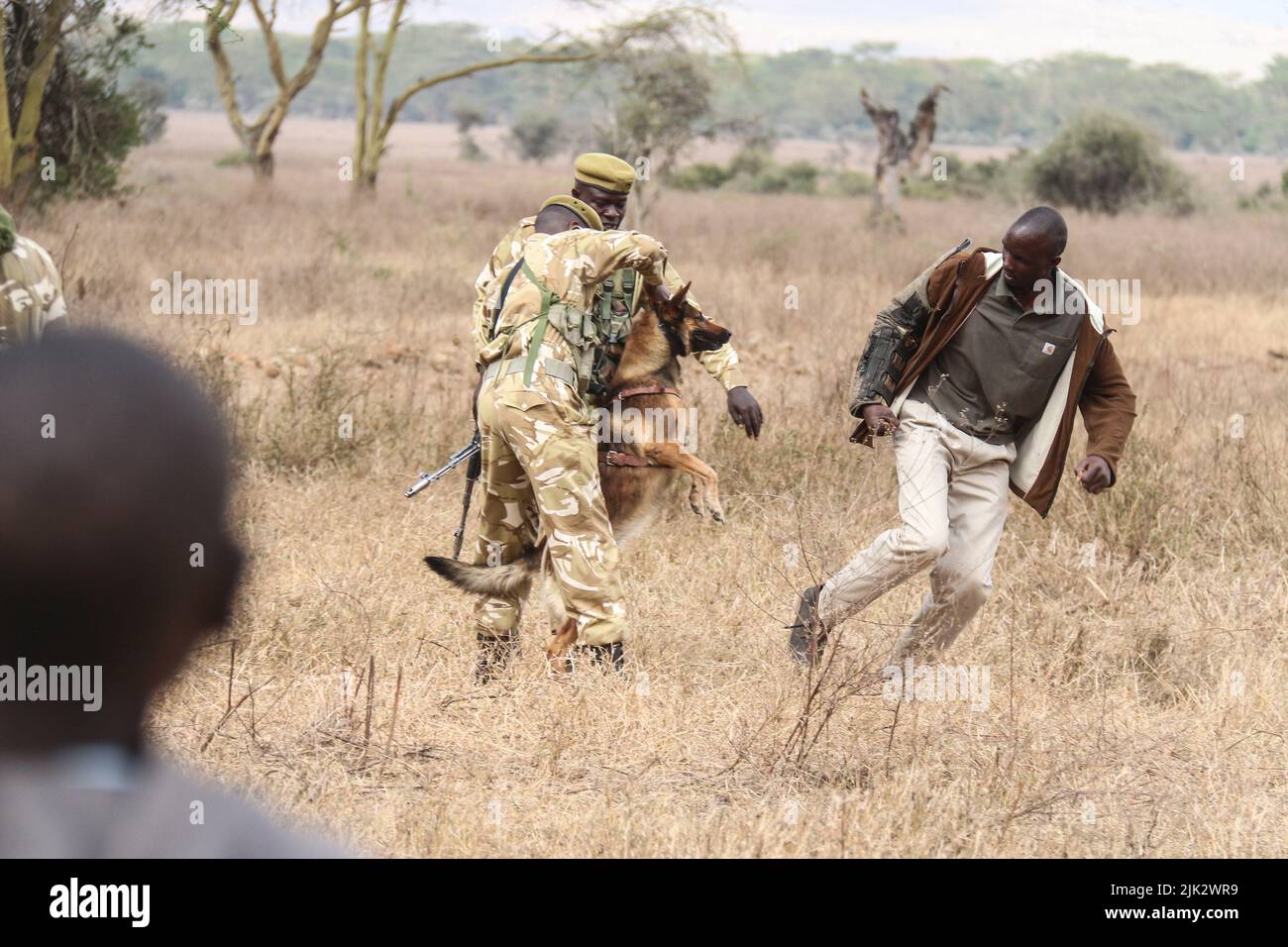 Nakuru, Kenya. 3rd mars 2019. Les manutentionnaires de canines montrent comment un chien d'énième anti-braconnage peut localiser un pocher lors des célébrations de la Journée mondiale de la faune qui ont eu lieu cette année dans le parc national du lac Nakuru. (Image de crédit : © James Wakibia/SOPA Images via ZUMA Press Wire) Banque D'Images
