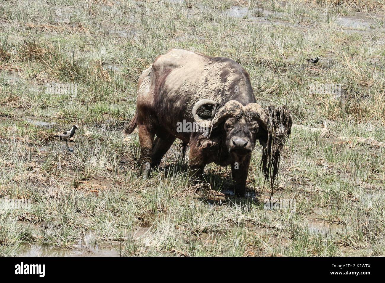 Nakuru, Kenya. 3rd mars 2019. Un buffle de boue est vu paître dans le parc national du lac Nakuru le jour où la Journée mondiale de la faune a été célébrée. (Image de crédit : © James Wakibia/SOPA Images via ZUMA Press Wire) Banque D'Images