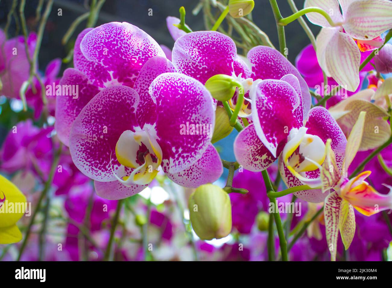 Fleurs exotiques de la lune d'orchidées (Phalaenopsis amabilis) fleurissent. Aussi appelé puppa pesona, anggrek bulan Banque D'Images