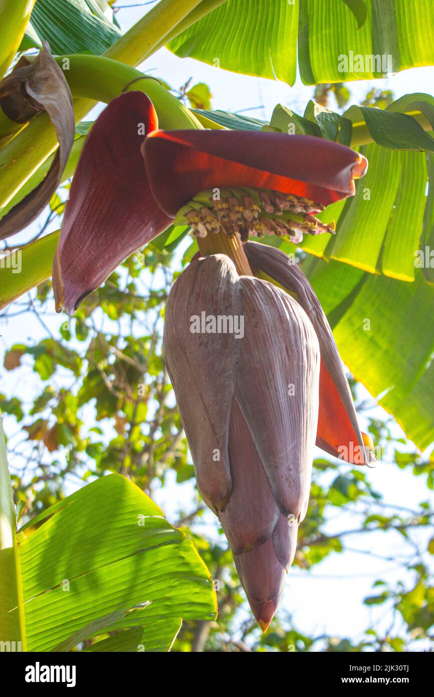 Fleurs de banane ou jantung pisang ou Musa Paradisiaca sur l'arbre Banque D'Images