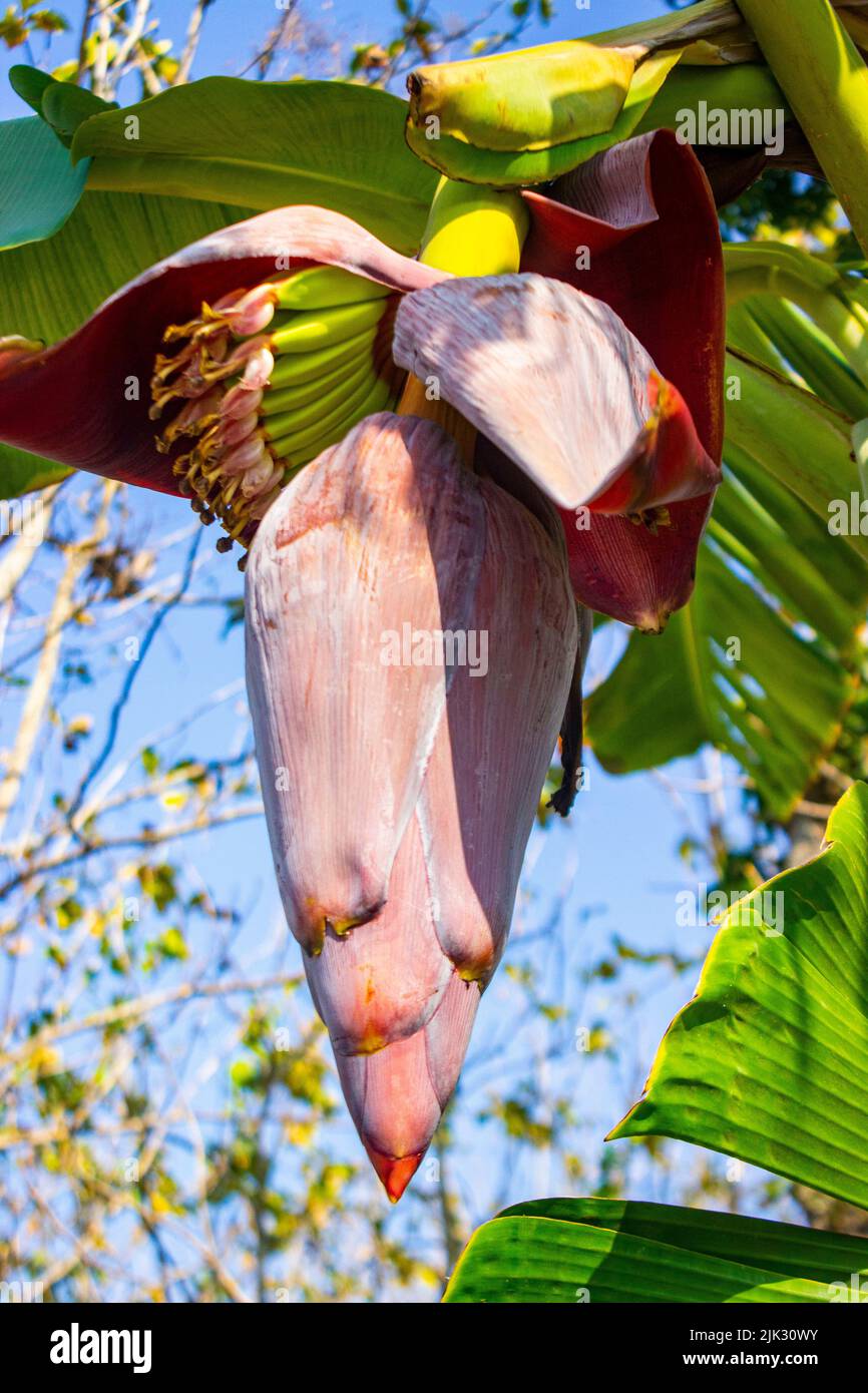 Fleurs de banane ou jantung pisang ou Musa Paradisiaca sur l'arbre Banque D'Images