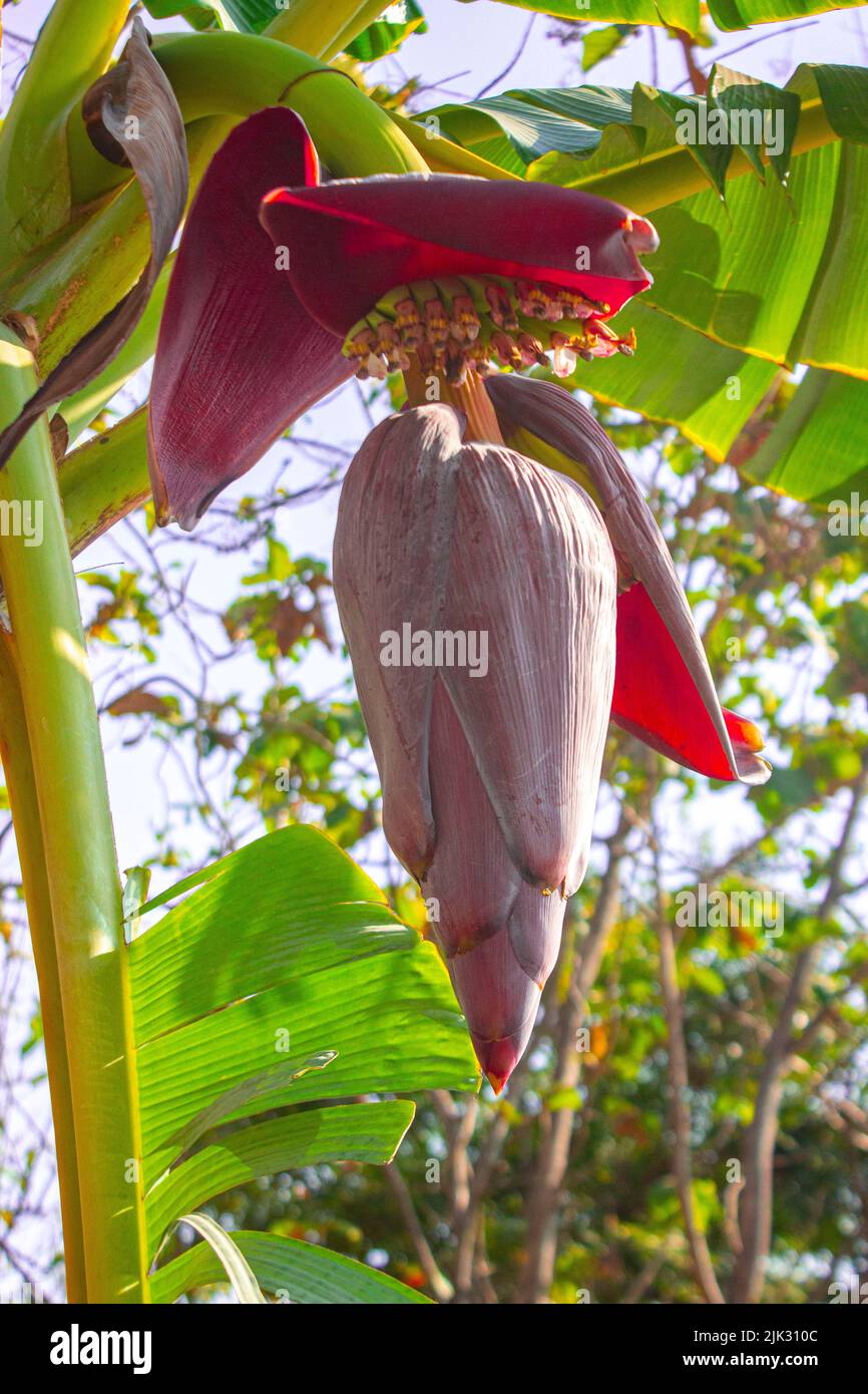 Fleurs de banane ou jantung pisang ou Musa Paradisiaca sur l'arbre Banque D'Images