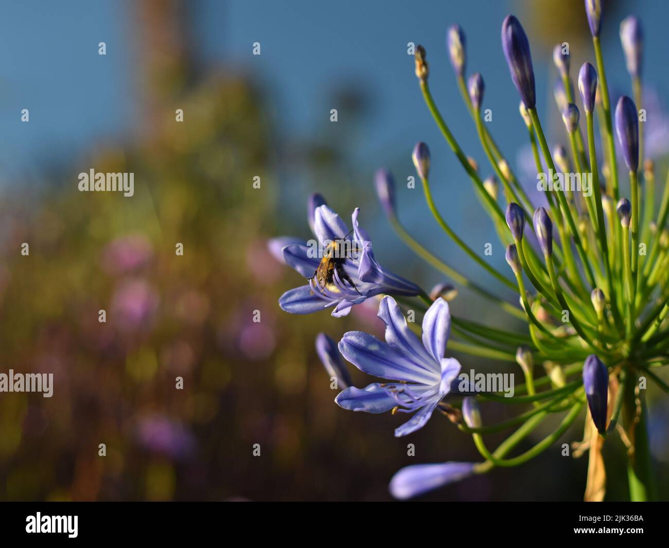 Abeille bleue pollinisante Agapanthus Moonlight Star fleur Banque D'Images