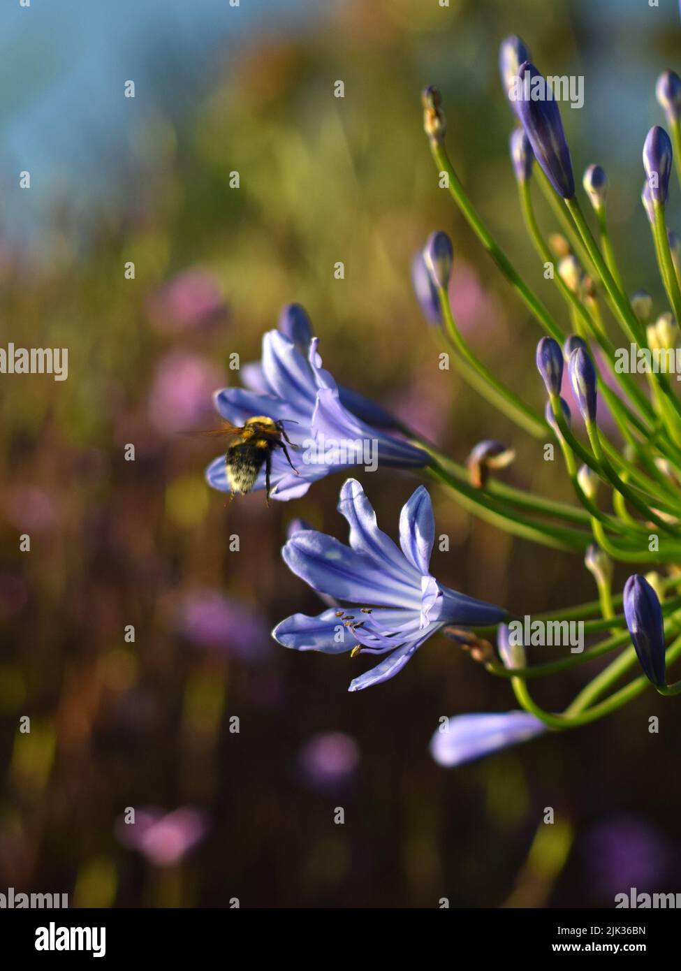 Abeille bleue pollinisante Agapanthus Moonlight Star fleur Banque D'Images