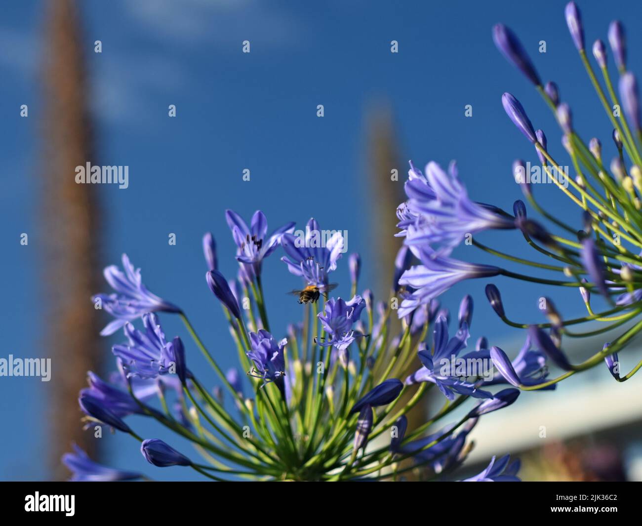 Abeille bleue pollinisante Agapanthus Moonlight Star fleur Banque D'Images