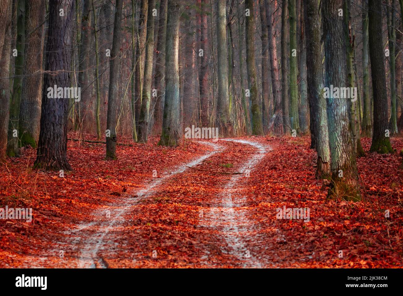 Une route enneigée à travers la forêt et les feuilles mortes Banque D'Images