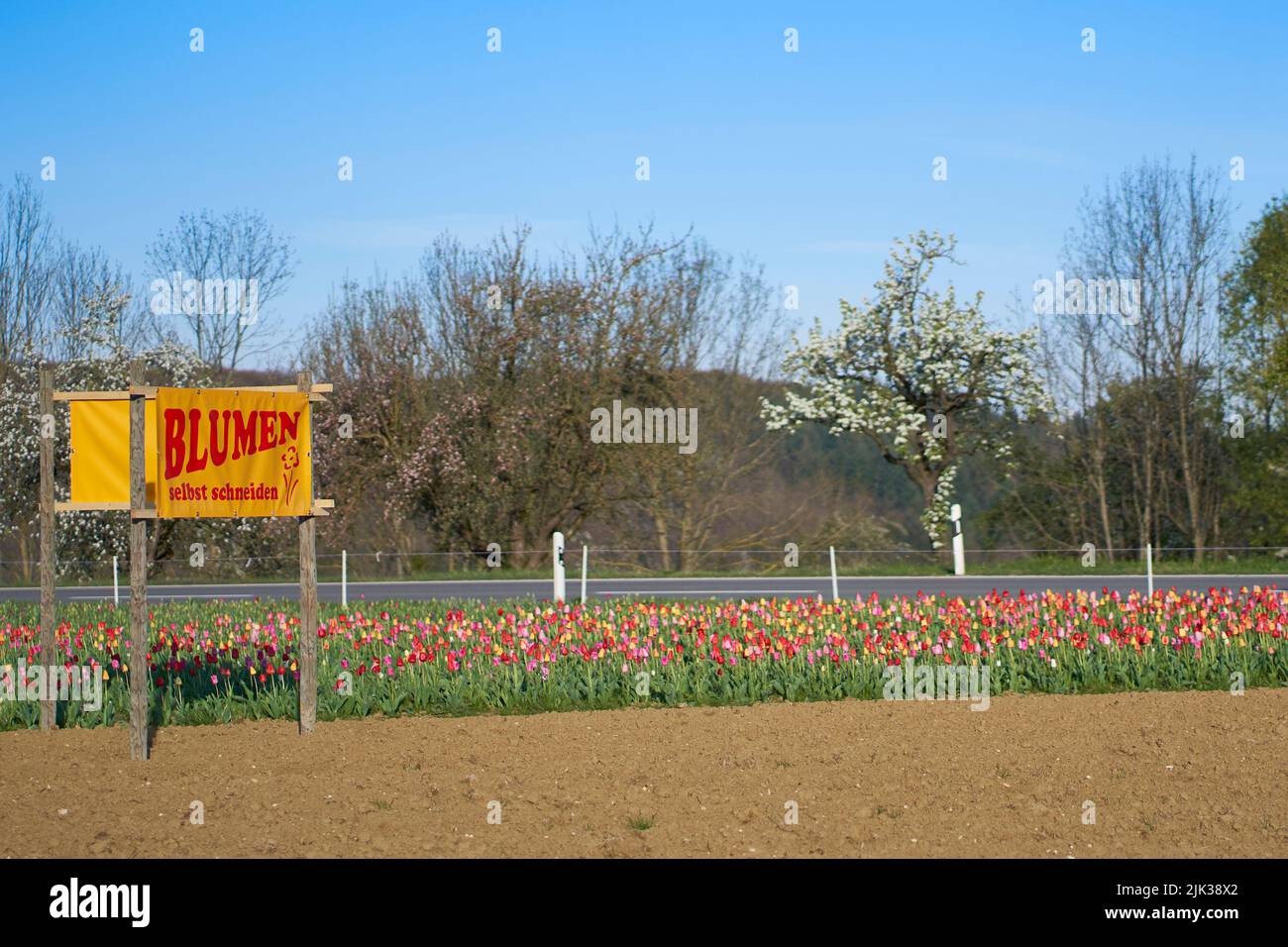 Champ de tulipes à l'heure de Pâques. Fleurs à cueillir vous-même au bord de la route vide. Traduction sur le signe: Couper les fleurs vous-même. Banque D'Images