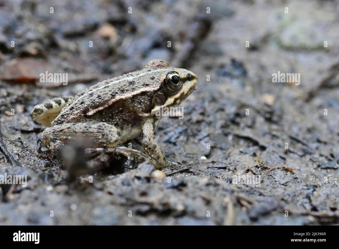 Grenouille verte européenne (Pélophylax esculentus) en Provence, dans le sud de la France Banque D'Images