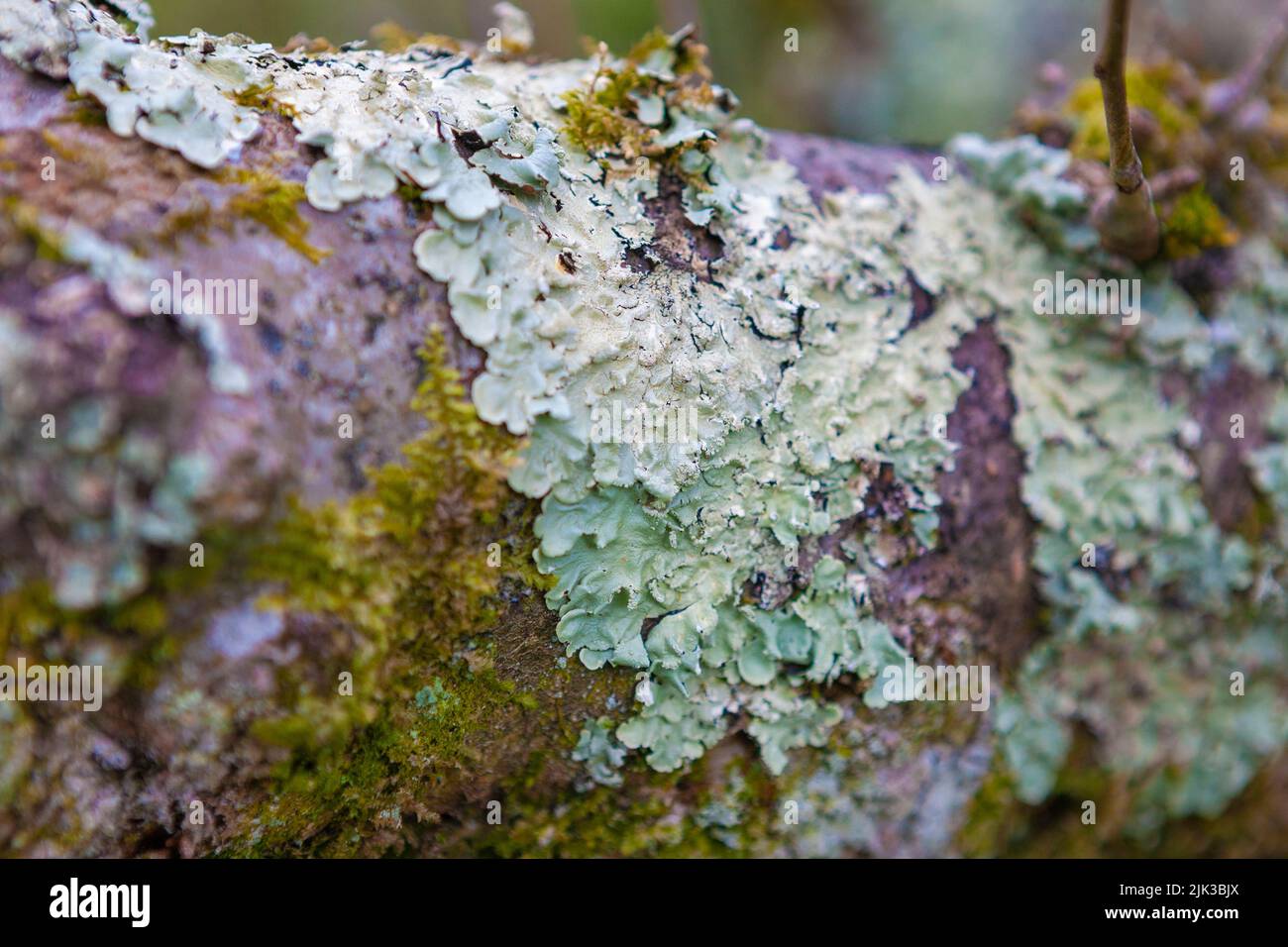 Gros plan de lichen sur une branche d'arbre: RHS Rosemoor, Devon, Royaume-Uni Banque D'Images