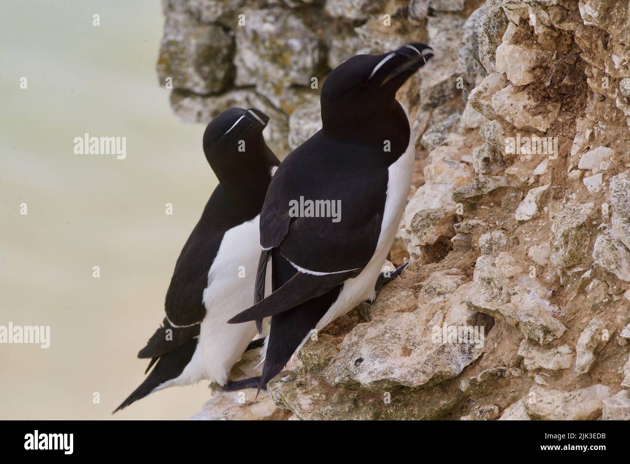 Rspb Razorbill Pin Razorbill pair Banque de photographies et d’images à haute résolution ...