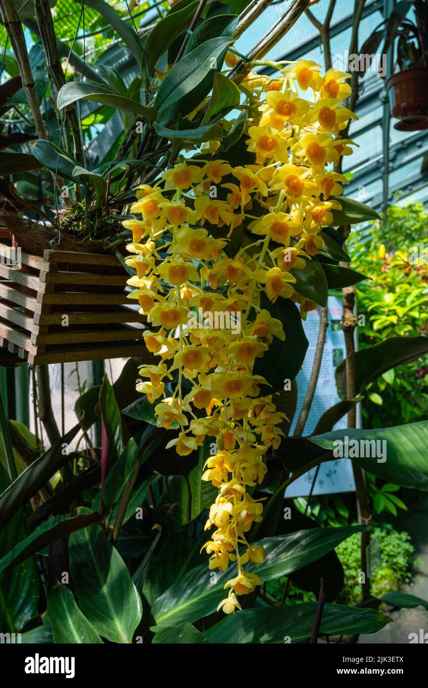 Orchidée jaune, Dendrobium farmeri Paxton. Banque D'Images