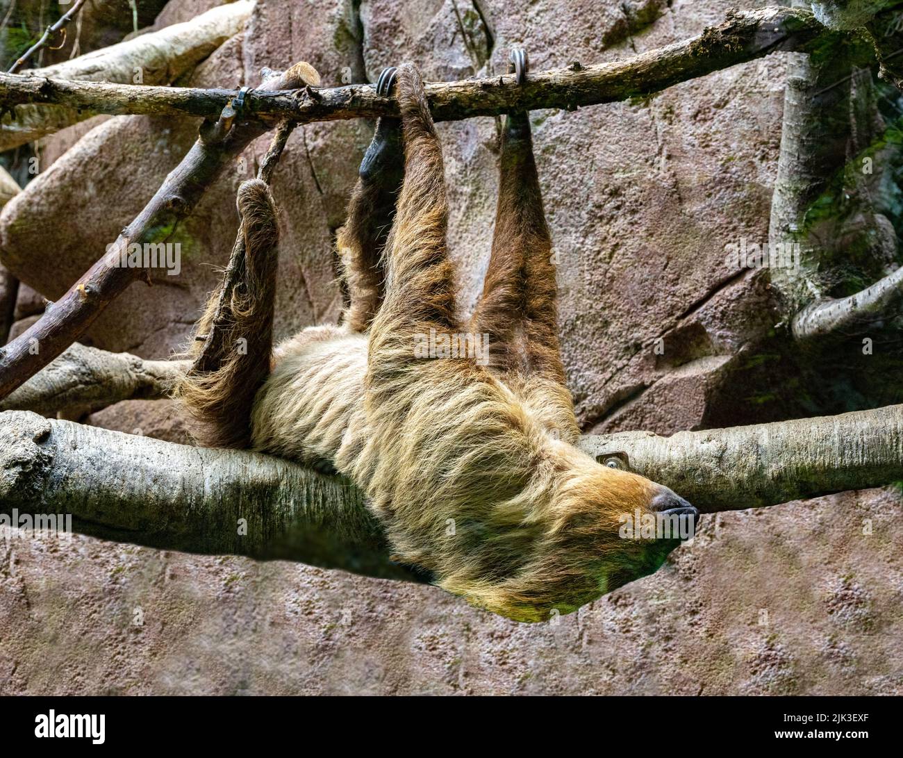 Le Sloth à deux doigts (Choloepus didactylus) est suspendu sur une branche d'arbre Banque D'Images