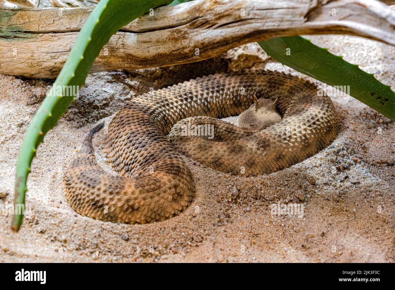 Vipère à cornes, vipère à long nez ou additionneur de sable commun (ammodytes Vipera) Banque D'Images