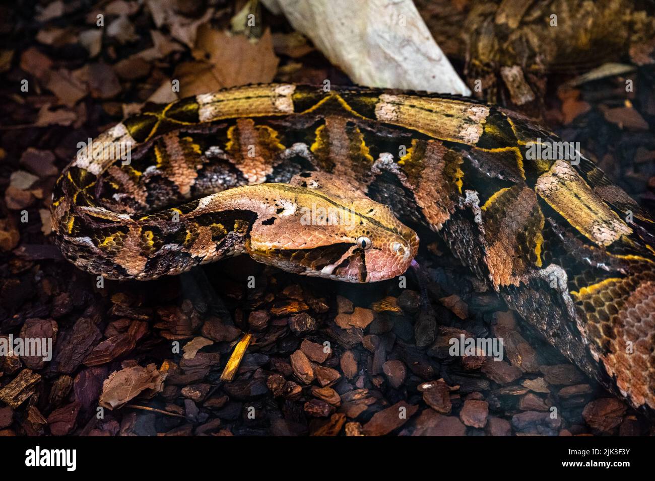 Vipère de Gaboon ou vipère de gaboon occidental (Bitis gabonica), Viperidae. Banque D'Images