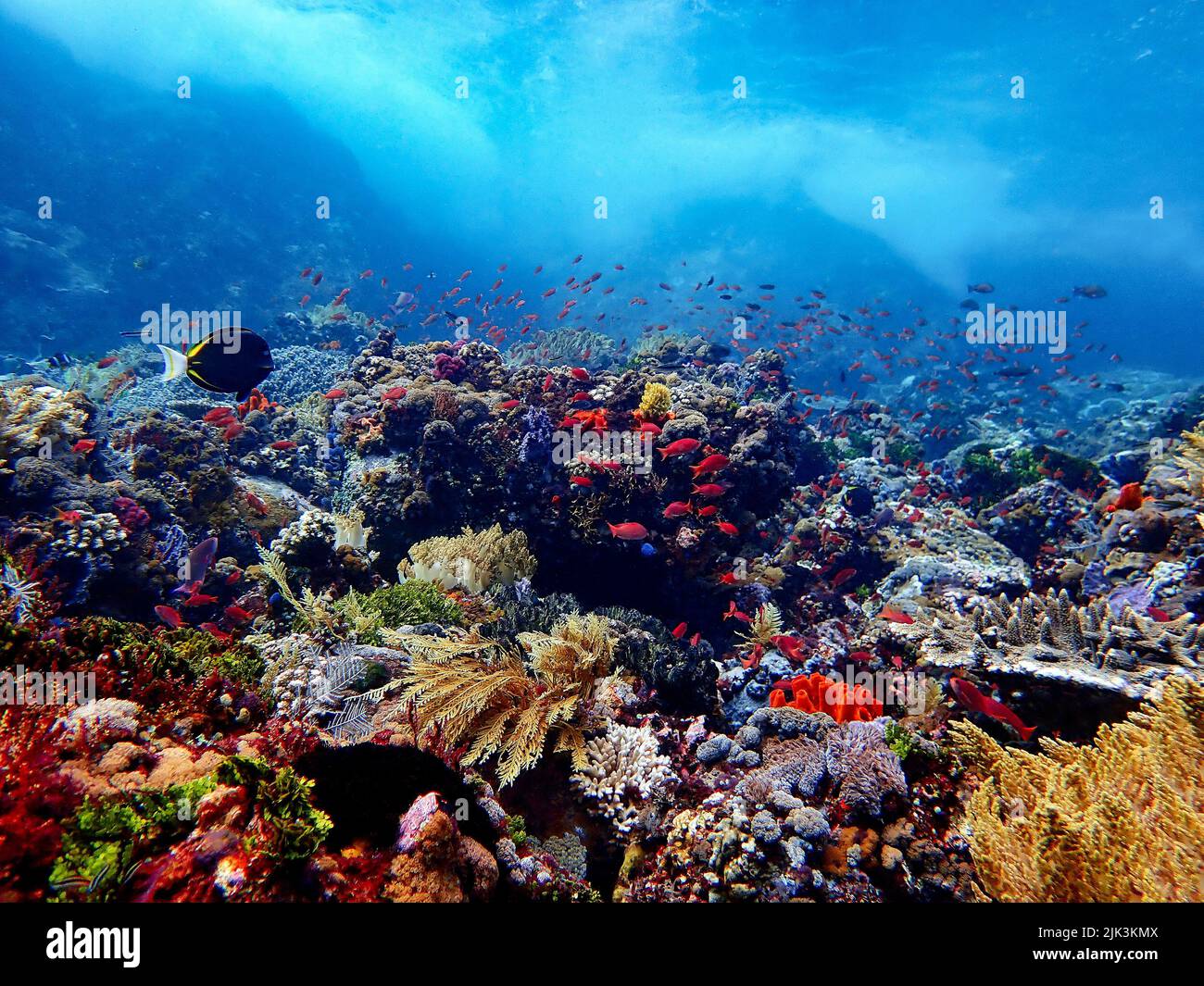 Indonesia Sumbawa - récif de corail coloré avec poissons tropicaux Banque D'Images