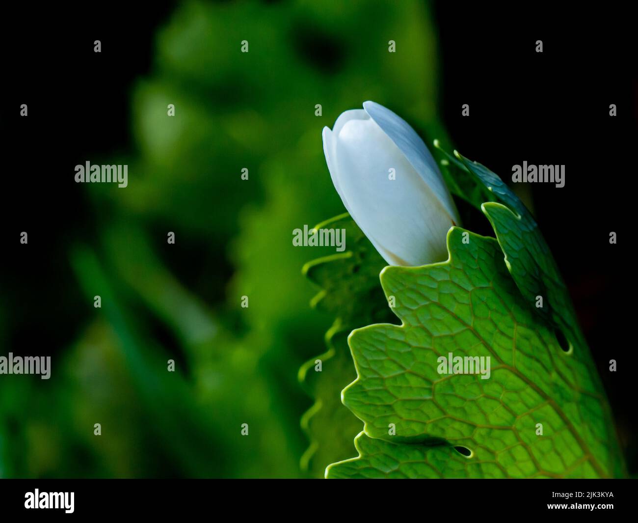 Gros plan de la petite fleur blanche sur une plante bloodroot qui pousse sur une pelouse sous une haie de cèdre, le jour chaud du printemps en mai. Banque D'Images