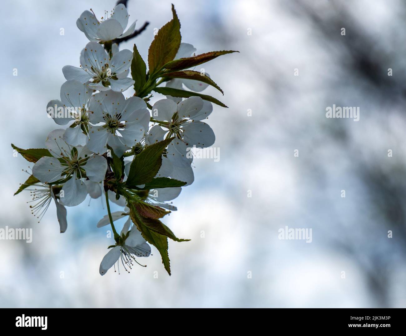 Gros plan de la fleur blanche sur un prunier sauvage américain qui pousse  au bord d'une forêt lors d'une chaude journée de printemps ensoleillée en  mai Photo Stock - Alamy