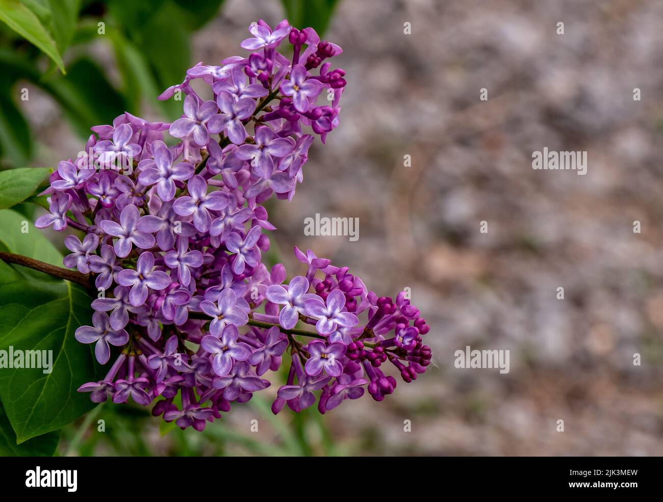 Gros plan des fleurs roses sur un lilas qui pousse dans un jardin le jour chaud du printemps en mai. Banque D'Images